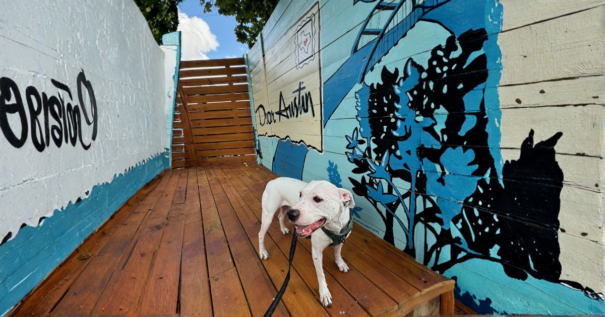 Dog owner building daily walking habit with streak tracking app TreatWalk
