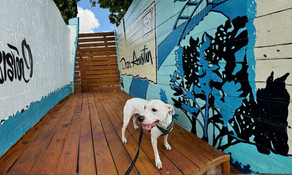 How to Build a Dog Walking Habit That Actually Sticks