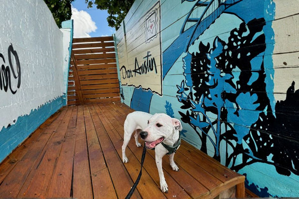 Dog owner building daily walking habit with streak tracking app TreatWalk