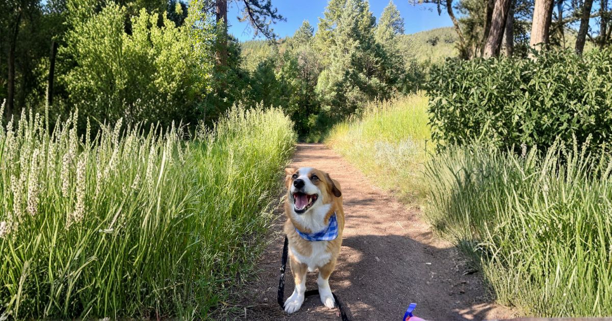 Different types of pet trackers including GPS collar AirTag and TreatWalk app