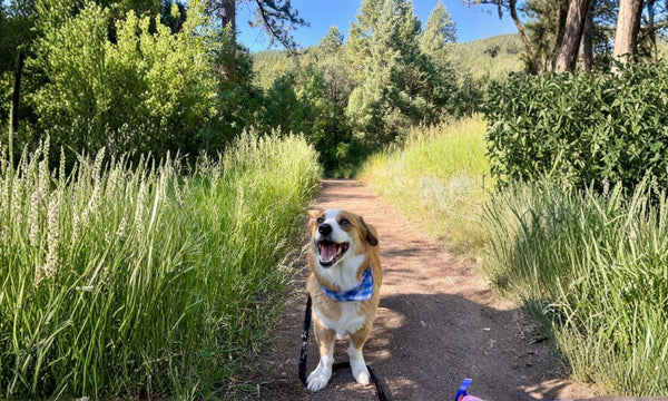 What Is a Pet Tracker — And Do You Actually Need One?