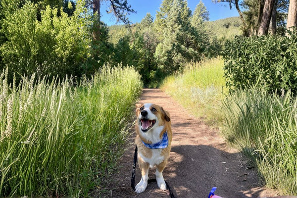 Different types of pet trackers including GPS collar AirTag and TreatWalk app