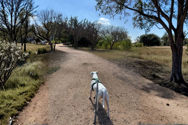 Tractive GPS dog tracker compared to TreatWalk walking app