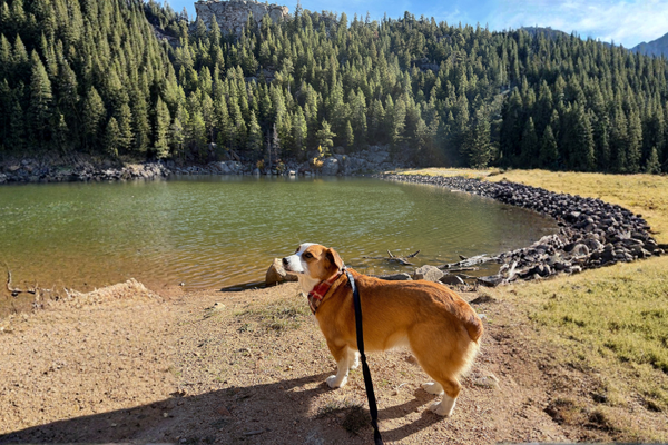 Introducing Walk Streaks: Stay Consistent, Keep Tails Wagging