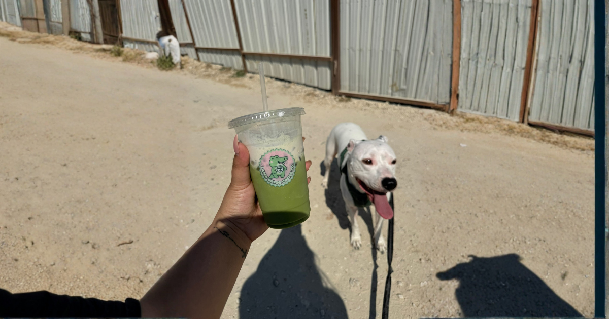 Why Daily Dog Walks Change Everything