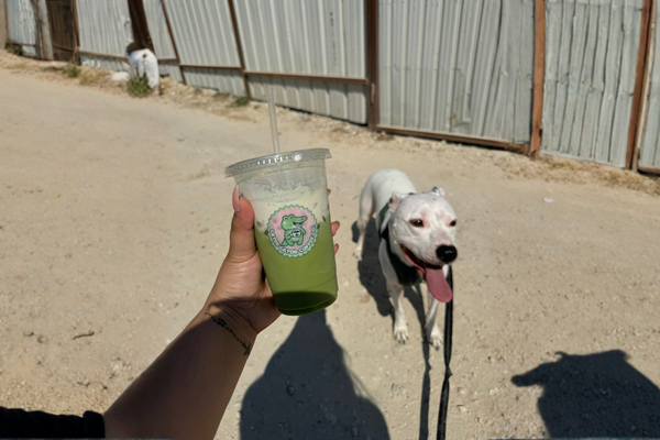 Why Daily Dog Walks Change Everything
